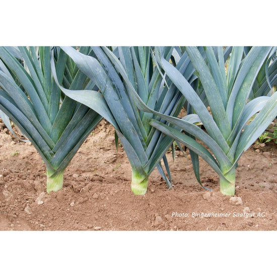 Image Title LEEK; Blue Green Winter/Avano